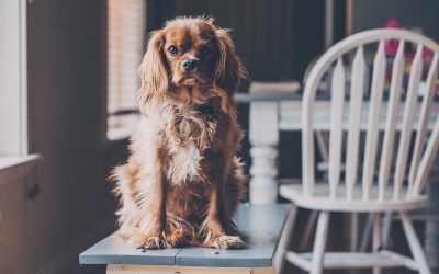 Négylábú barátainkra is nagyon kell vigyázni!